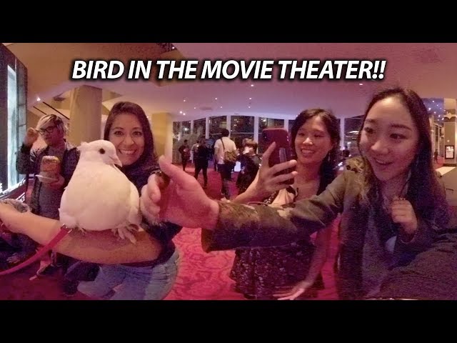 BIRD IN A MOVIE THEATER!! (360° VR)