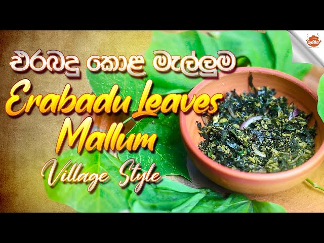 Helthy Erabadu leaves mallum by grandma Recipe | එරබදු කොළ මැල්ලුම | Cuisine of sri lanka