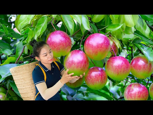 Harvesting Ripe Star Apples in Abundant Southeast Asia Orchards | Dương Harvesting