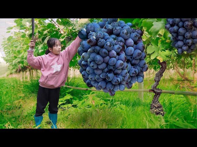 Harvest May Giant Bunches of Grapes and Go to Market Sell | Poor Girl +