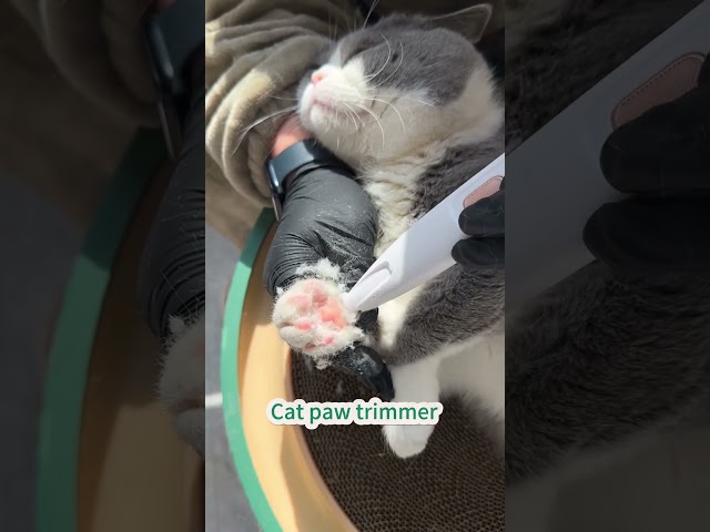 Cat paw trimmer #cat #petpet #catlover