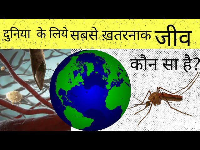 duniya ka sabse khatarnak jeev | मच्छरों के बारे में | interesting facts in hindi | mosquitoes