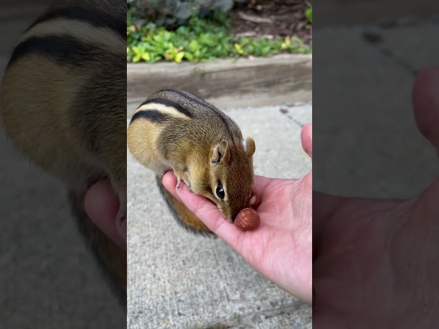 Chubby Charlie #shorts #charlie #chipmunk