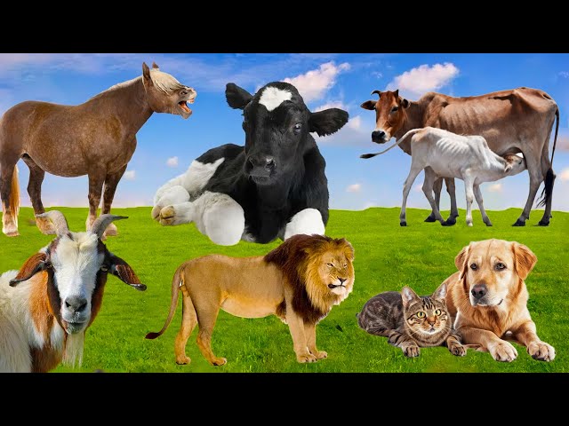 Cute Little Farm Animal Sounds: Goat, Cow, Horse, Dog, Cat, Lion | Animal Moments