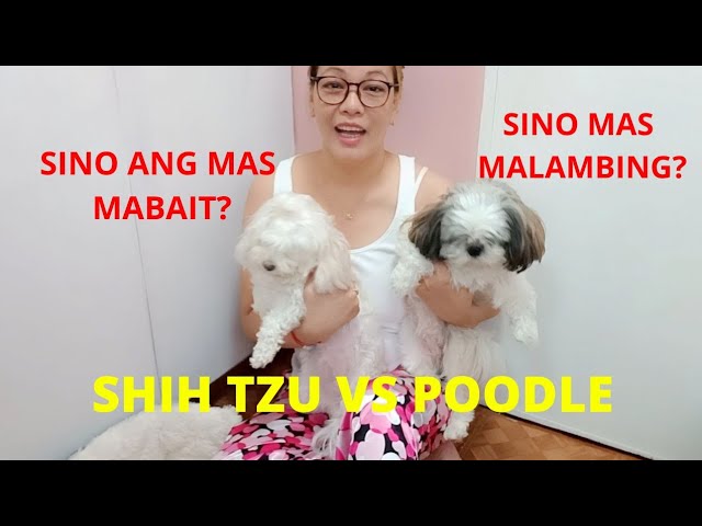 Toy Poodle VS Shih Tzu / Ano ang pagkakaiba? / Sino ang mas mabait?