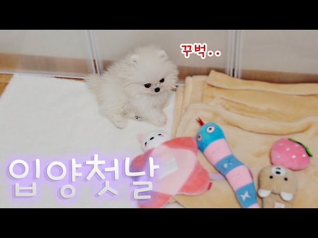 Adopting a Baby Dog Part 2 ♥ First bowel movement | 2-month-old White Pomeranian