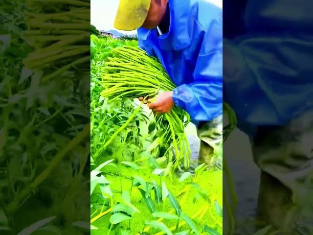 Hydroponic Cabbage is Delicious#village #lifestyle #farming