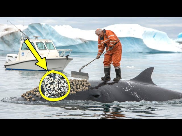 Heartwarming stories of Arctic animal rescue that rebuild our faith in humanity