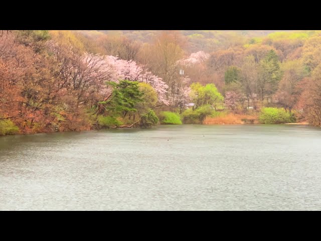 비내리는 저수지 asmr/ 비오는 소리