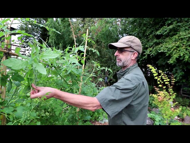 Mike and how he manages the tomato plants