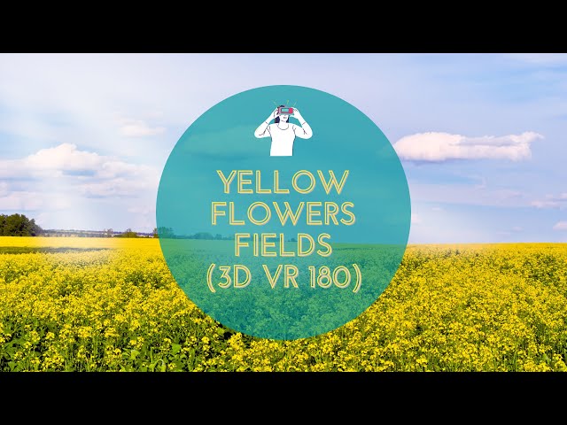 Yellow Flowers Fields (3D VR 180)