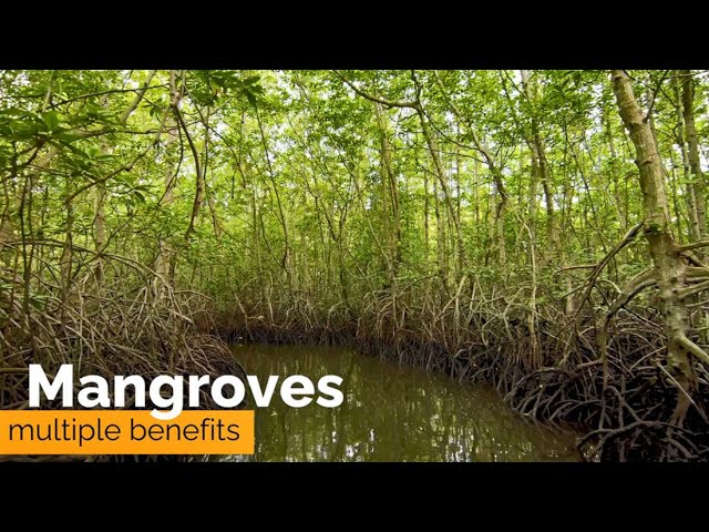 3.2 – Case study—Bangladesh’s mangroves[NbS for the local communities]