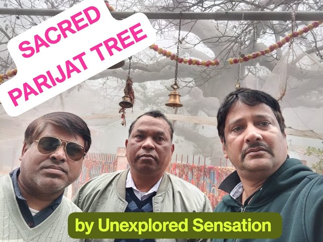 SACRED PARIJAT TREE #unexploredsensation #unexploredplaces #viralvideo #latestvideo #newvideo #viral