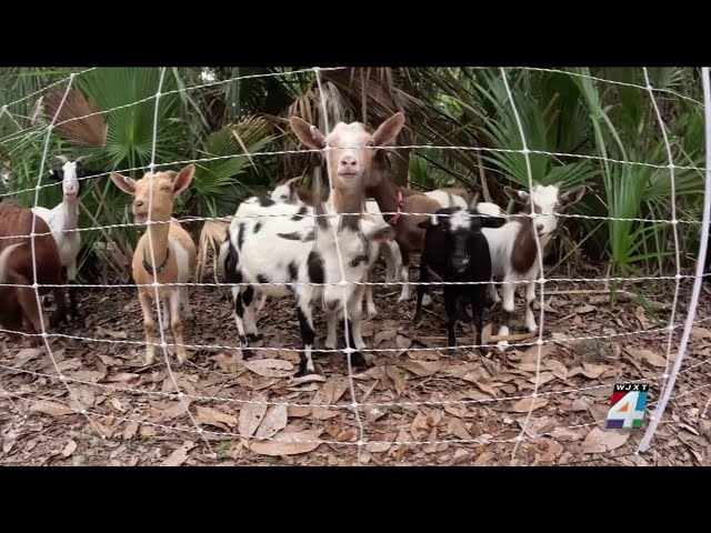 Goats make Hanna Park new home to help clear vegetation for environmental project with city