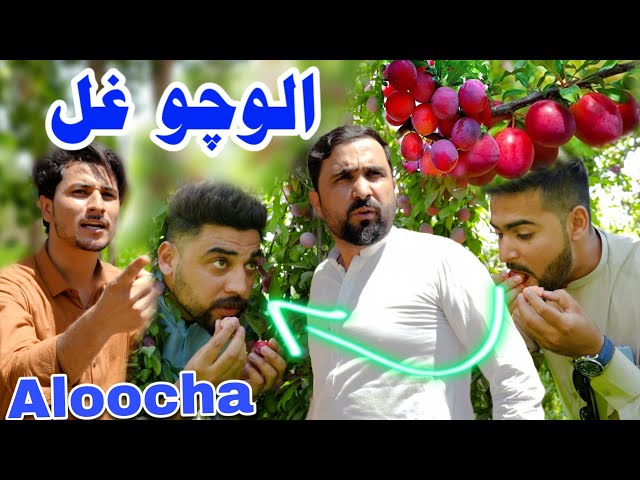 Pashto funny video 2024 | Aloocho ghal | Zindabad vines new video 2024