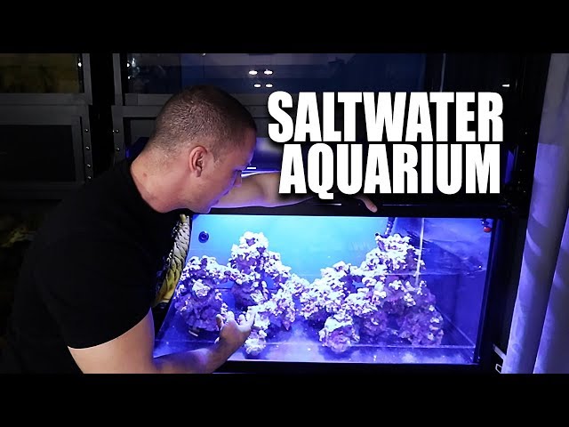 Saltwater aquarium setup - The scape