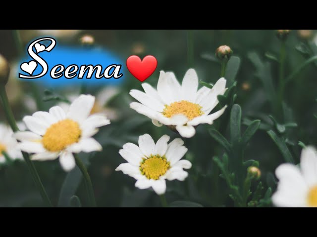 Seema name Whatsapp Video Status 2021 🦋❤  Happy Birthday Seema 😍 New Love 💘