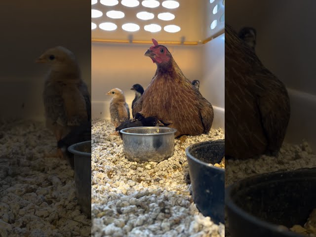 Gallina rescatada cuida de sus pollitos