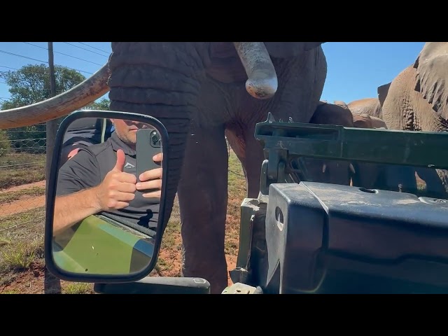 Huge elephant bull gets super close to game viewer on safari