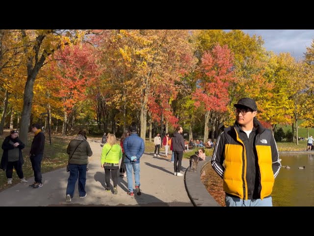 MONTREAL Autumn Walking Tour (4K) - October 15, 2022