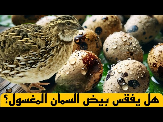 هل يفقس بيض السمان المغسول؟