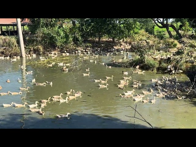 SURVIVAL SKILLS: Crow Ducks Enjoy the Pool: SIMPLE but very Grateful