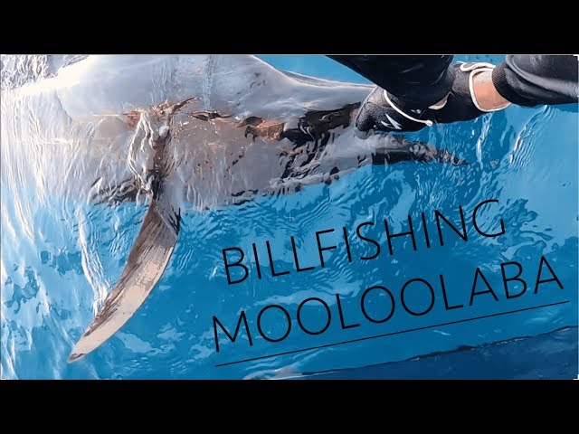 HOW TO TARGET BILLFISH | With Live Bait.