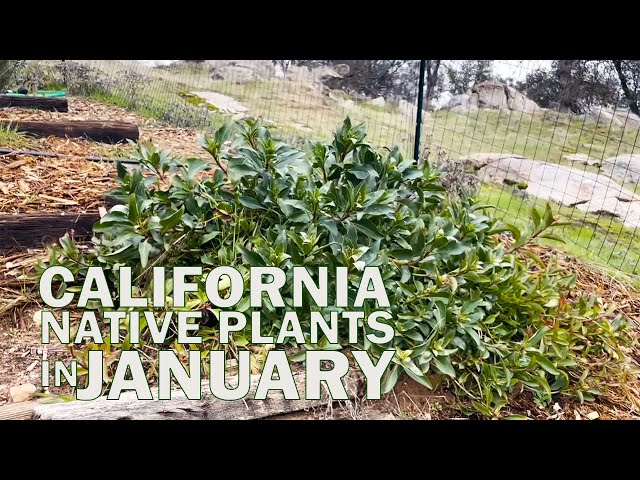 California Native Plant Garden in January (Mid-Winter 2024 Update)