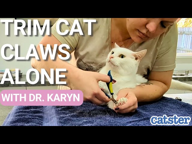 How To Trim Cat Claws Alone | #cat #cats101 #catclaws