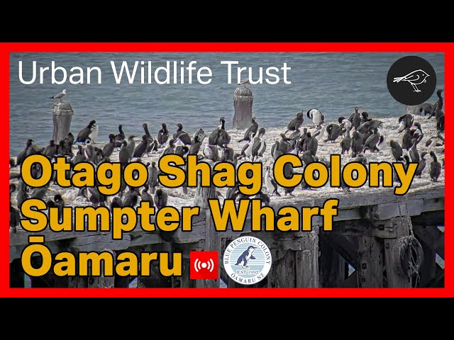 Otago Shag Colony Sumpter Wharf Oamaru