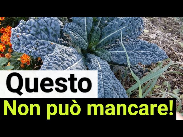 How the BLACK CABBAGE OF TUSCANY is grown in the winter garden!