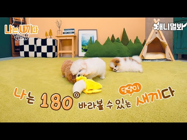 저희는 180도 볼 수 있는 비숑프리제새끼들입니당  [애니멀봐 나새끼 75호] | We are Bichon Frize cubs who can see just in front