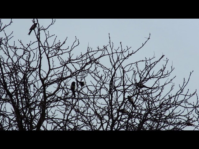 The Great Magpie Marriage