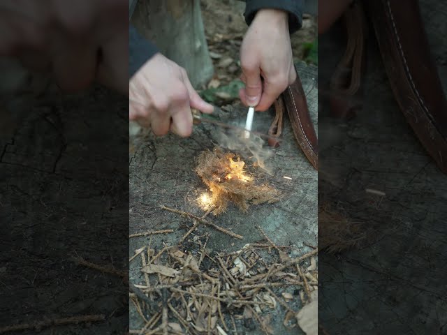 2 Natural Materials For an Easy Fire! #survival #fire #bushcraft #camping