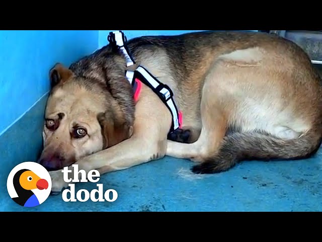 Rescue Dog Hides In The Corner Until The Right Person Comes Along | The Dodo Faith = Restored