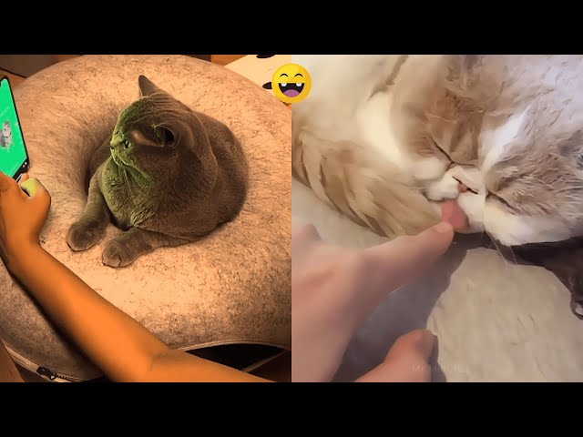 Funny Cats Videos 2025 😂 Try Not to Laugh Challenge!  #cat #pets #animals