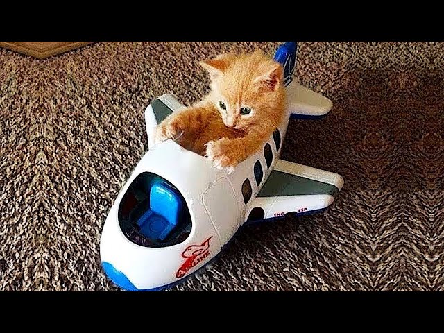 Funniest Animals 2024 🤣😅 New Funny Cats and Dogs Videos 😸🐶 Part 52