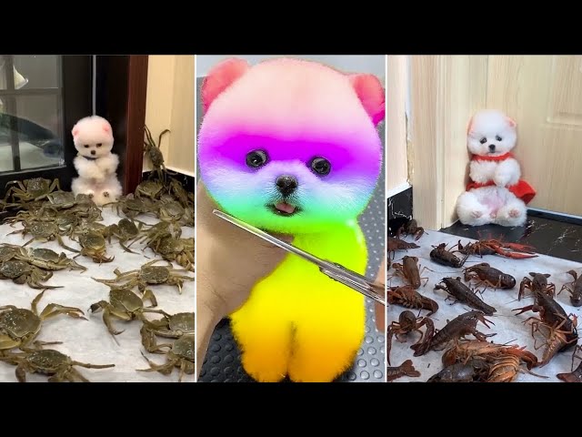 Cute Pomeranian Puppies Doing Funny Things #9 | Cute and Funny Dogs | Mina TikTok