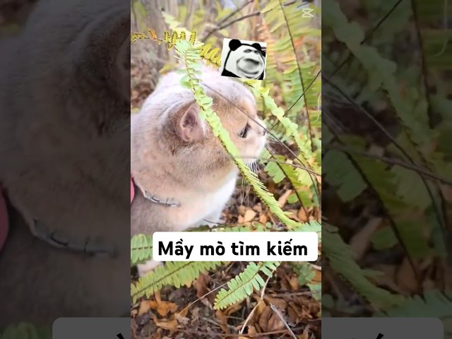 Đi Tìm Kho Báu Cùng MiMi Ở Khu Đá Quý #shorts #tiktokvideo #thúcưng #vậtnuôi #chómèohàihước #pets