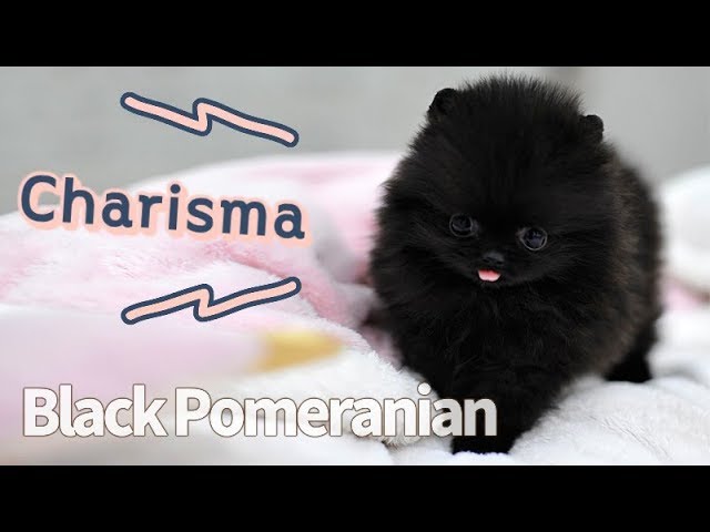 Black Pomeranian Teacup Puppy Cute Puppy - KimskennelUS