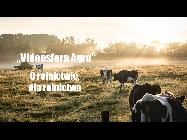 Odpowiedni mikroklimat dla zdrowia świń