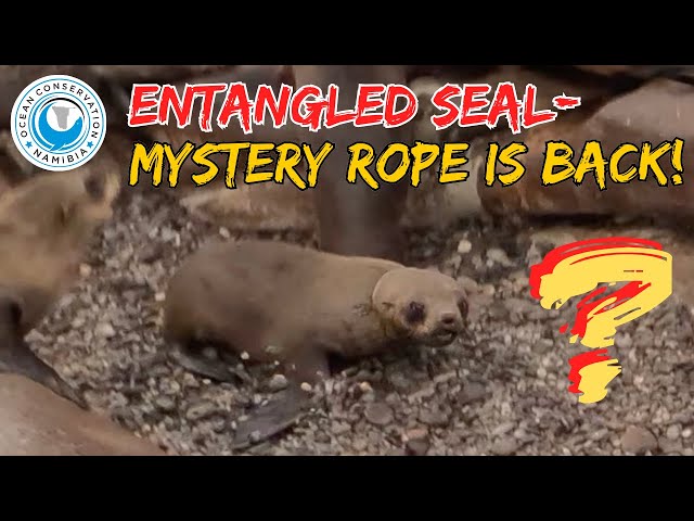 Entangled Seal - Mystery Rope Is Back!