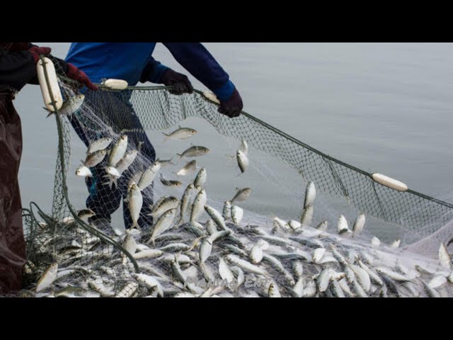 This Is How You Catch Tons Of Fish In MINUTES At Sea Using A Fishing Net