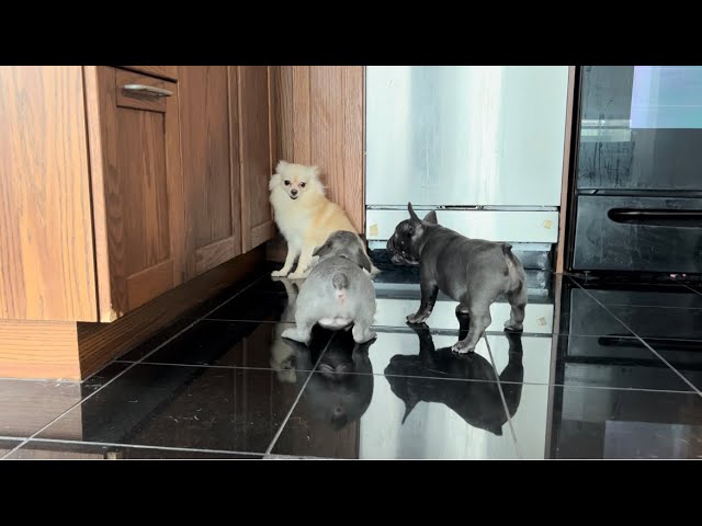 POMERANIAN VS THE FRENCHIE PUPPIES 😱😯