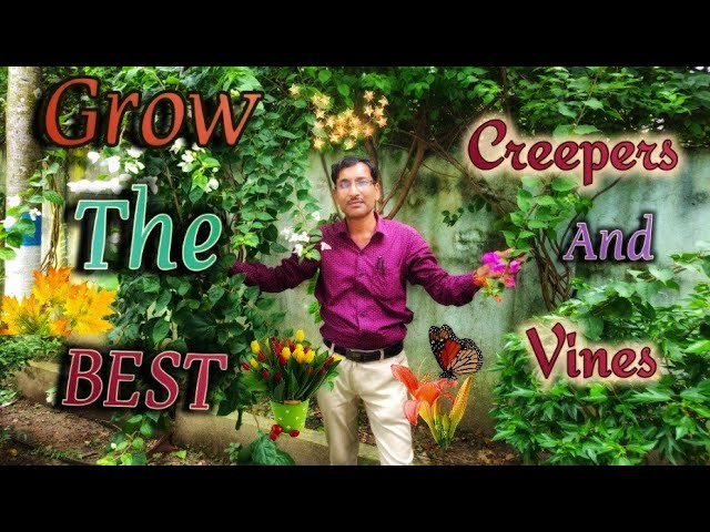 TOP 10 BEST PERMANENT FLOWERING VINES and CREEPERS You Must Grow in your Garden.