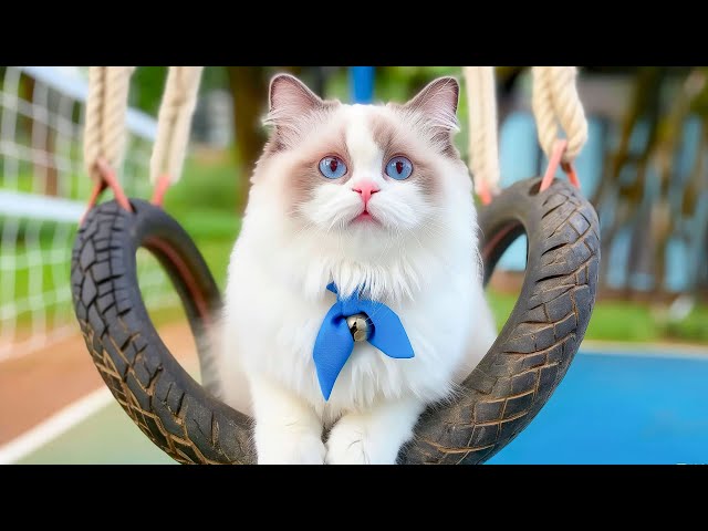 Music to Soothe Cats - Separation Anxiety Music to Help Sensitive Cats, Relax & Calm - Sleepy Cats