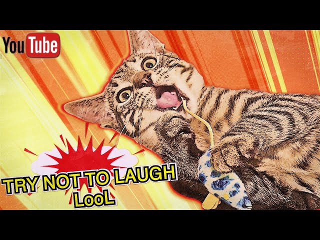 Funny Cats 😹 And Dogs 🐶 Videos #2 | Try Not To Laugh Challenge | Funny Baby And Pet