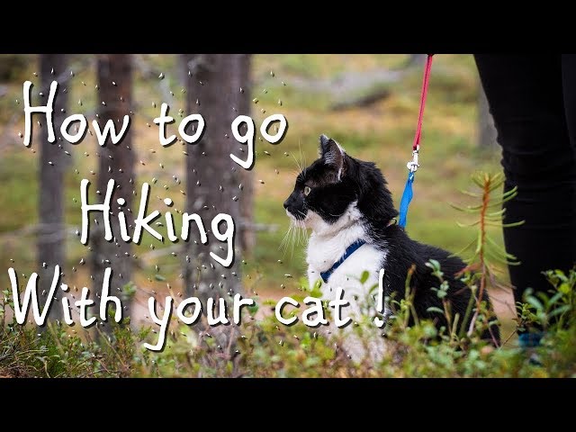 HIKING WITH YOUR CAT ? YOU CAN DO IT !