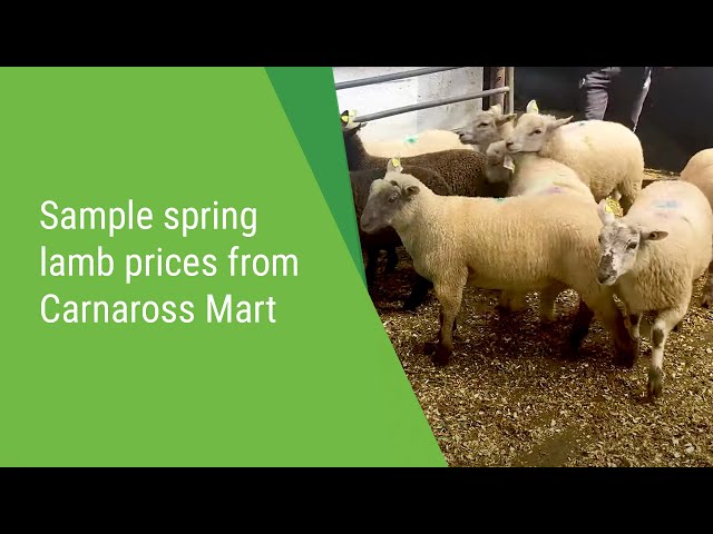 Sample spring lamb prices from Carnaross Mart