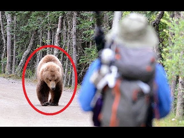 11 FEISTIEST Bears Ever